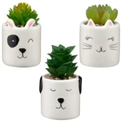 B&M Mini Succulent - Panda -Garden Decoration Shop 394778 mini succulent group